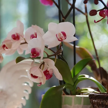 Le Manoir Saint Clair 3*