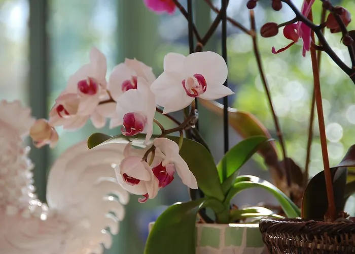 Le Manoir Saint Clair 3*