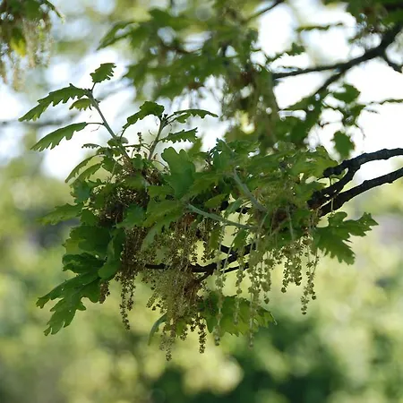 Le Manoir Saint Clair 3* Balma