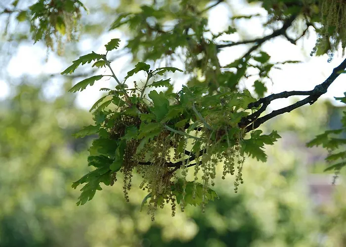 Le Manoir Saint Clair 3* 발마